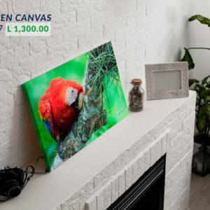 Macaw in Canvas 24x17